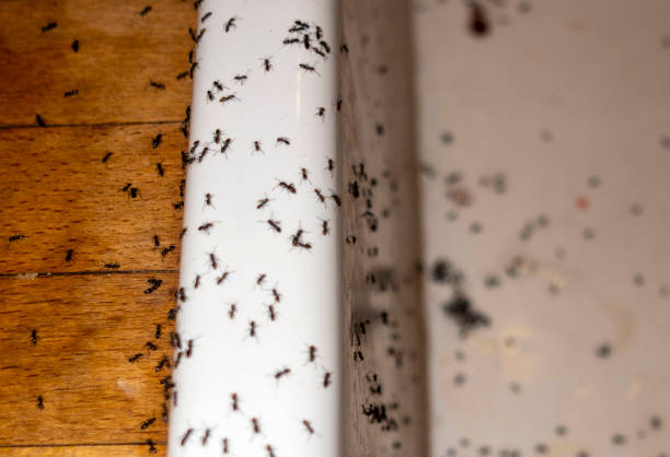 Best Best Pest Control Companies  in Glenwood, AR