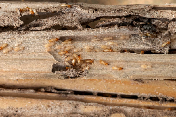 Best Residential Pest Control  in Glenwood, AR